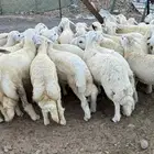 طليان اضاحي