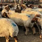 غنم نعيم مراح