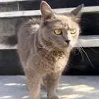 قطه ضائعه