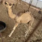 قعود للبيع