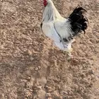ديكه براهما للبيع