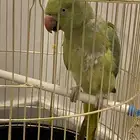 للبيع دره