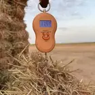 علف ذره جيزانيه قصب ناعم قصه اولى