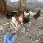 دجاج