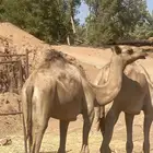 افلح من ذكر الله بكره حقه سيده إسلاله طيبه او بيع لحم