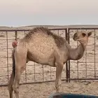 قعدان العدد 6