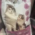 طعام قطط