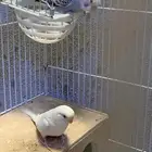 جوز بادجي او عواشق