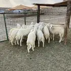 طليان ذبايح ثلاجه وذبائح مناسبات