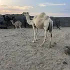 خلفه عليها قعود
