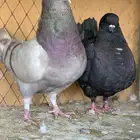 جوز كنق على سلفر