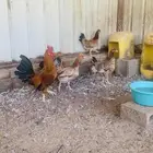 طقمين دجاج عربي وافرق