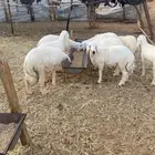 ذبايح خرفان حري