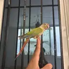 ذكر كنيور اليف جدا ولا عنده عض