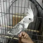 كروان هولندي