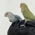 جوز طير روز