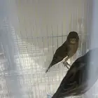 زوج كناري تمبرادو اسباني