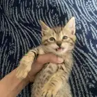 قطه للبيع فقط
