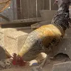 ديكة طيبات العدد 2