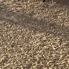 ديك بلدي العدد 4 البيع في جمله