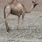 ناقه للبيع حايل له 4سنوات ملقحت