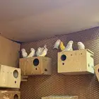 روز أجواز منتجه
