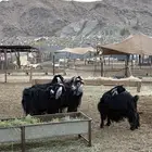 معزا عوارض