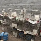 محاكر حمام