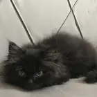 للتبني صغيره