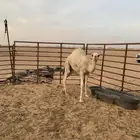 للبيع حاشي لباني