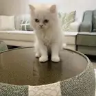 قط عمر 60 يوم