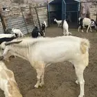 تيس فحل