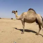 لقحه ملاقي تقريبا باقي لها شهرين او اقل على الولاده
