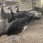 طاووس ازرق هندي