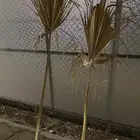 عزف النخلة