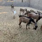 معزاء للبيع