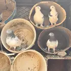 حمام حب الرمان