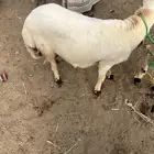 كبش بلدي مربى العمر تقريبا  8 اشهر
