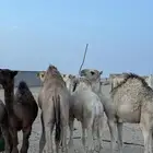 حشوان للبيع العدد 5 كفو الموقع تثليث