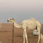 قعود مزاين