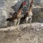 شامو ياباني