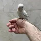 طير روز اليف شرط مايعض نظيف الطير