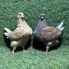 حمام مدينة