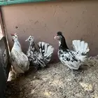 للبيع دجاج حباحب