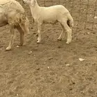 نعجه او شاه حريه فاخره تحتها خروف