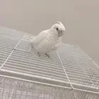 فرخ كروان اللبينو نهاية غر هدد نشبه