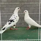 جوز قطيفي قلاب
