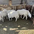 طليان ورخال