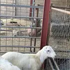 تم للبيع مشروع فحل رفيدي طريق الفطيحه