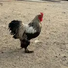 طقم دجاج براهما وديك